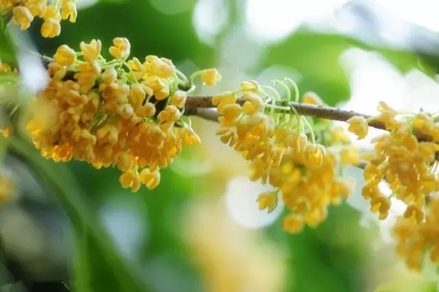 独家解读（一九合成桂花香）打一生肖动物