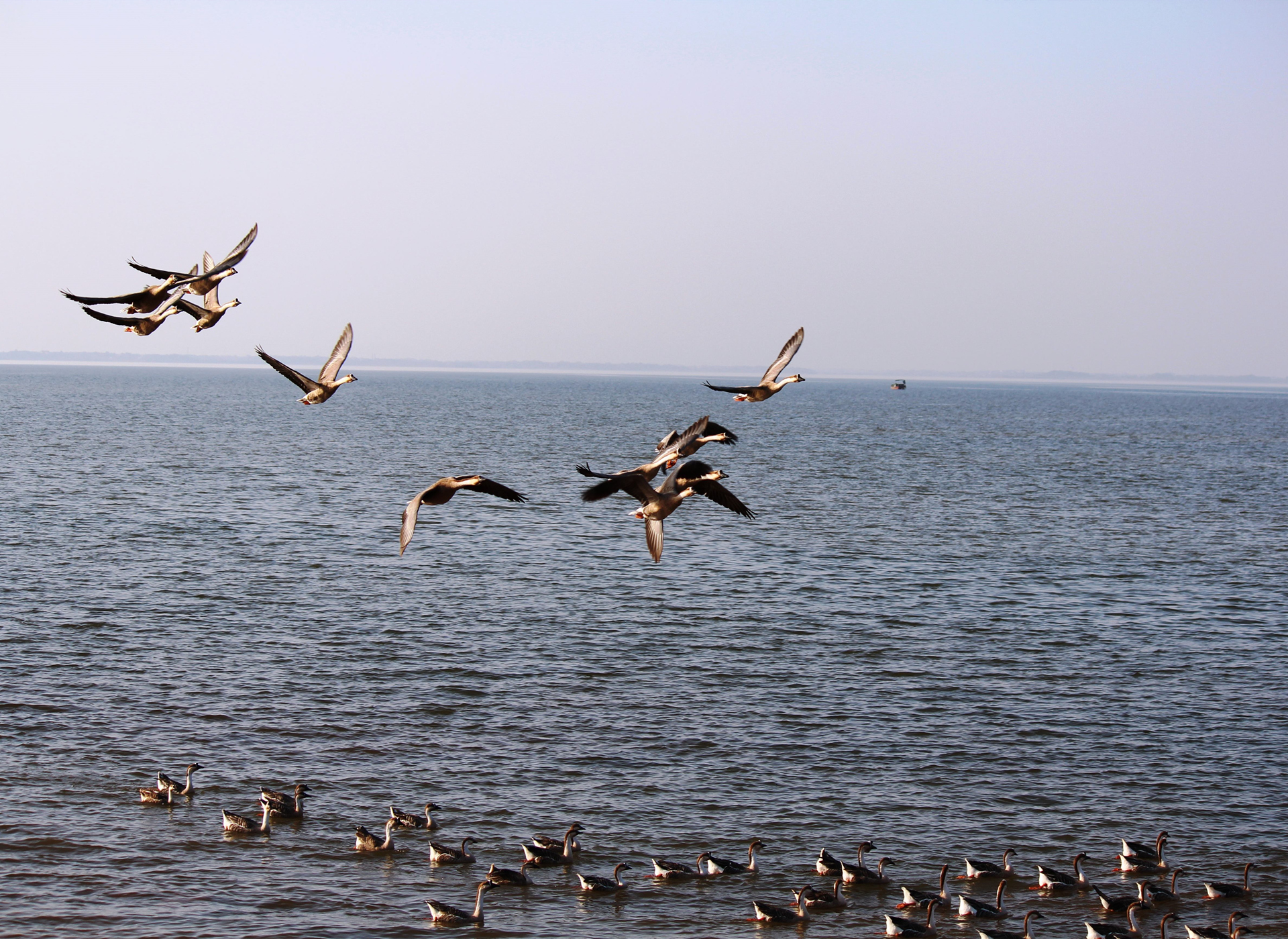 实战解析（五湖四海）猜动物