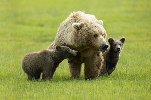 实战解析（龙飞凤舞）打一动物