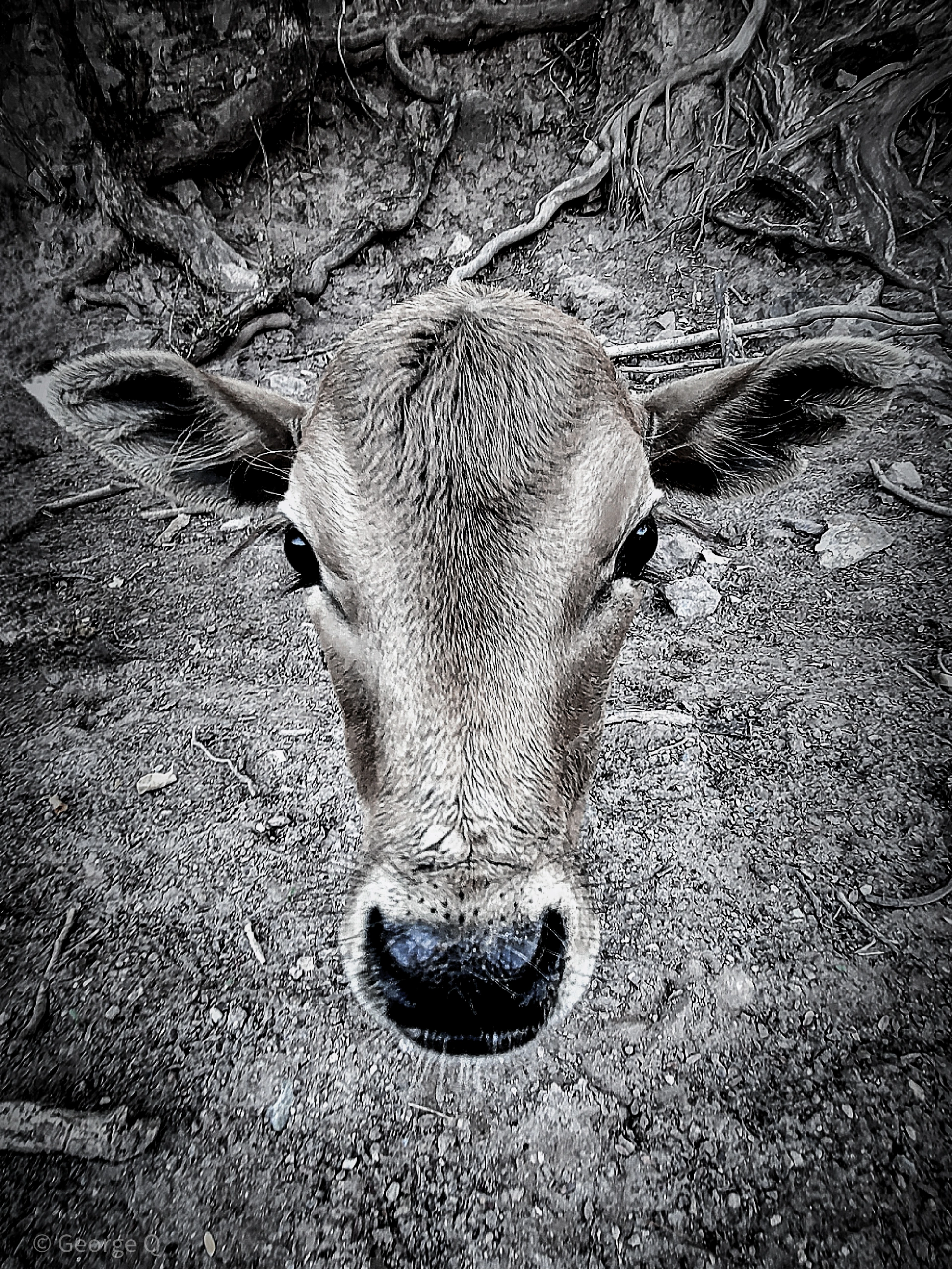 独家专访（一分神似）猜一动物