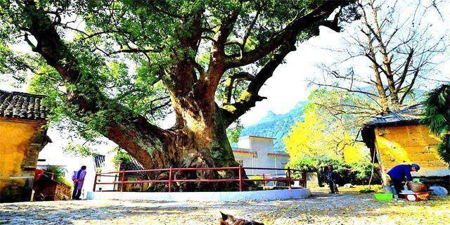 圈内揭秘（今期猪马鸡出特，棠树空留鹤岭前）指哪个生肖
