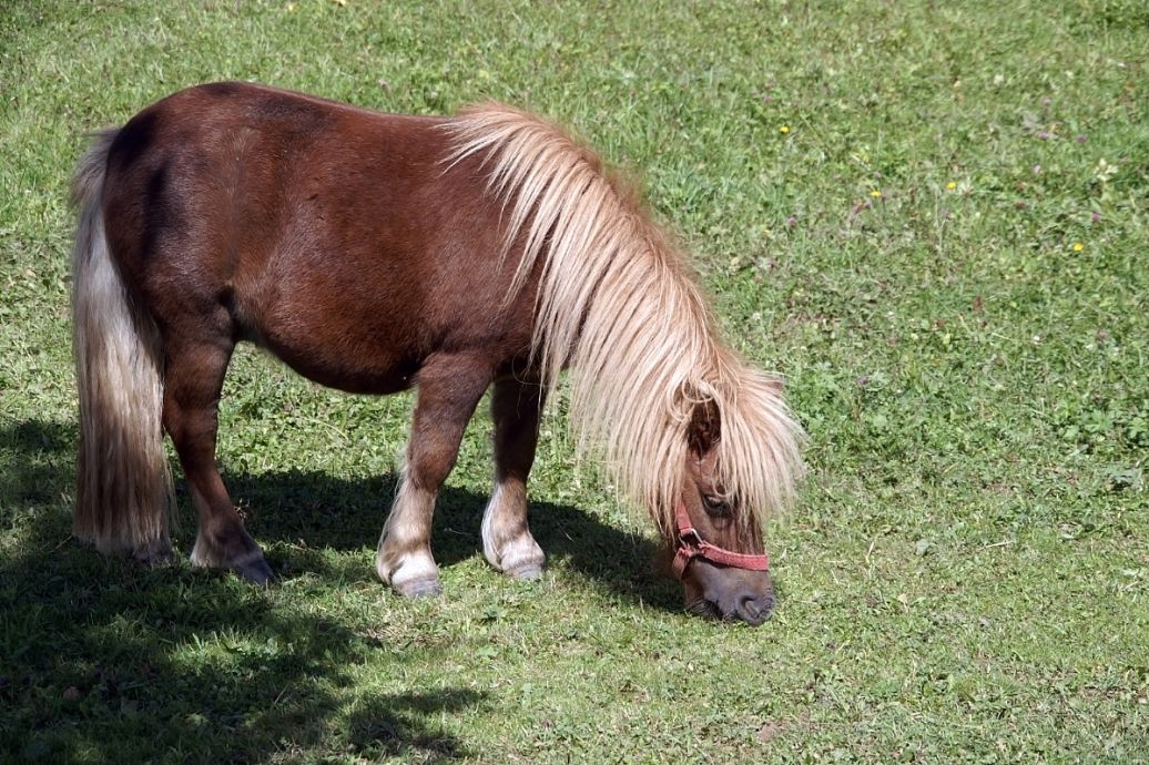 全面阐释（安土重迁不忘本，披发左衽迎旧人）比喻什么动物