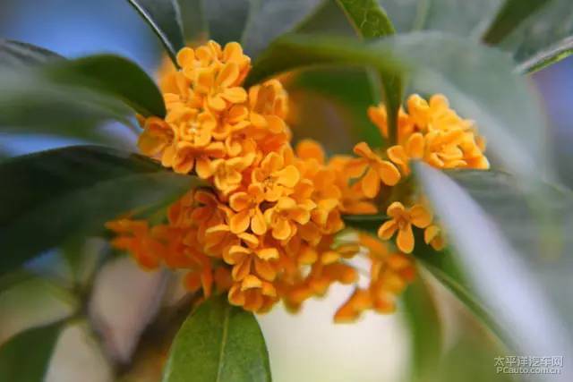 独家解读（一九合成桂花香）打一生肖动物