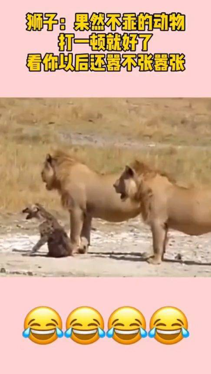 实战解析（龙飞凤舞）打一动物