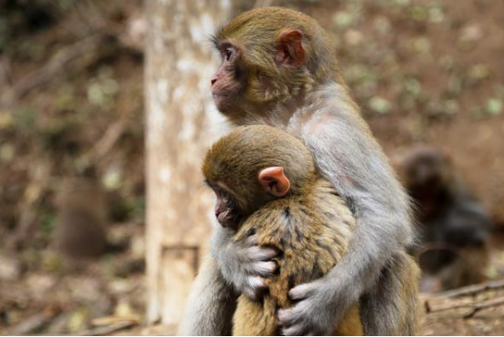 学术阐释（千变万化猴机灵，家有客人来半天）打一最佳最佳生肖词语
