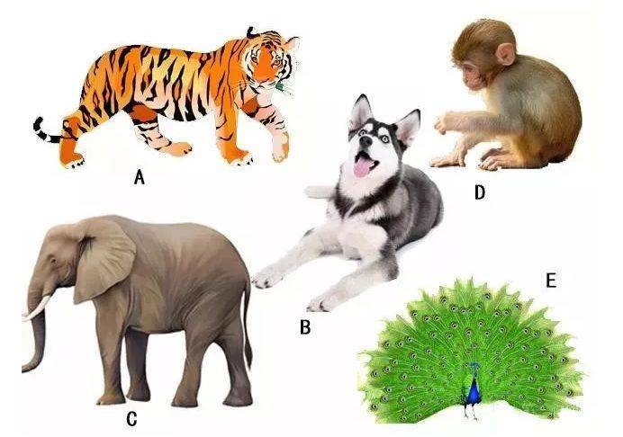 专家解析（羊落虎口）猜一准确动物