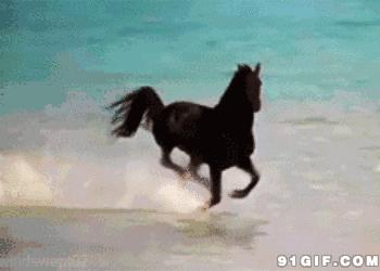 独家视点（马到成功）本期动物