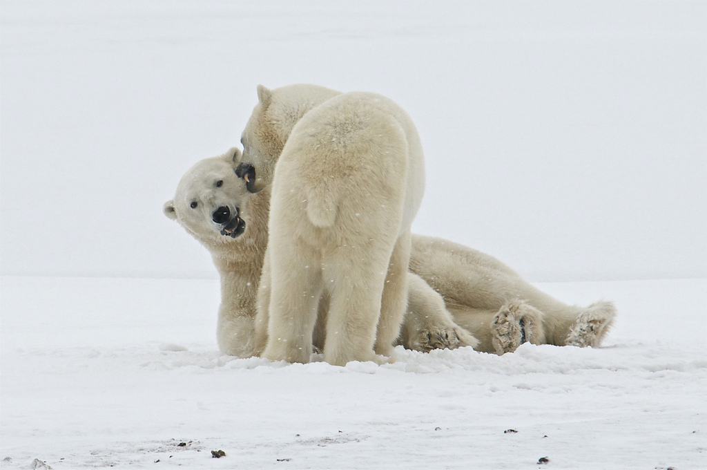 深度报道（舍生忘死）本期动物
