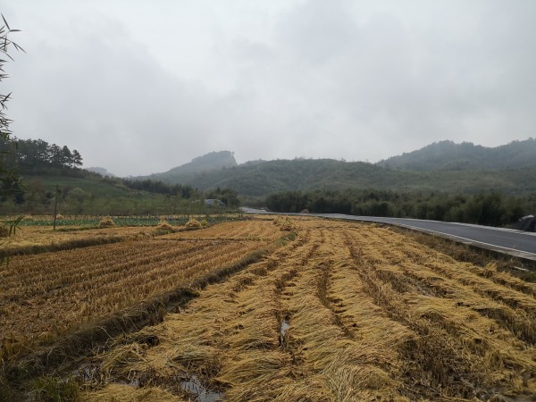 热点剖析（勤劳人家忙地头，吉人天相八面财）最正确生肖
