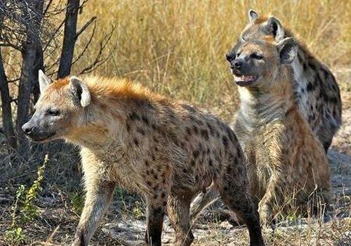 独家视点（变化无穷随妙用，伏妖降魔能制宜）打一最佳动物