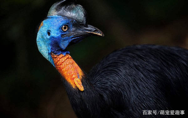 圈内解读（真真假假）打一最佳动物