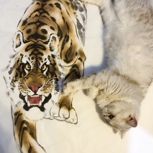 热点剖析（照猫画虎）是打什么最佳精准生肖