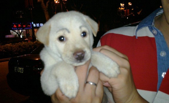 技术阐释（人模狗样）打一生肖动物