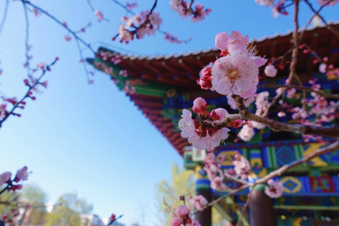 趋势研判（春色满园关不住，佳人妩媚天际来）本期动物