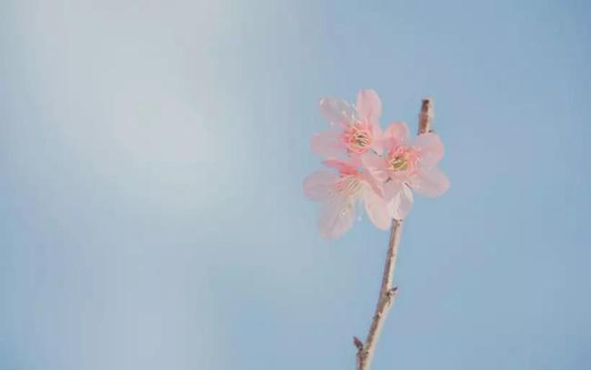 独家稿件（凡尘琐事无时尽）猜本期动物