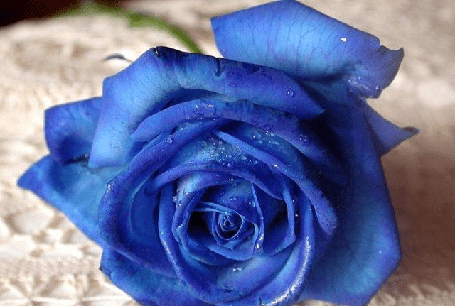 专家解析（今期生肖开金花，道人玄机送大家）猜一准确数字