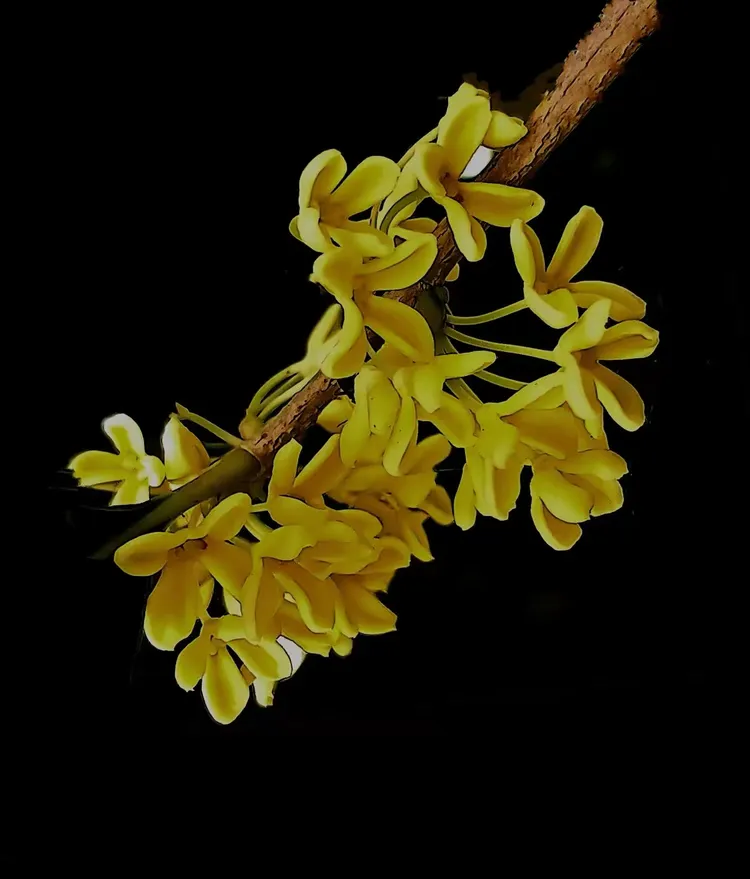 技术阐释（一九合成桂花香）代表什么准确生肖