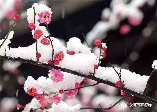 资深分析（秋菊傲雪严冬寒）指代表是什么生肖