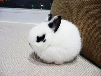 资深分析（天黑风急虎盗兔，馬食夜草猴旁颧）猜数字