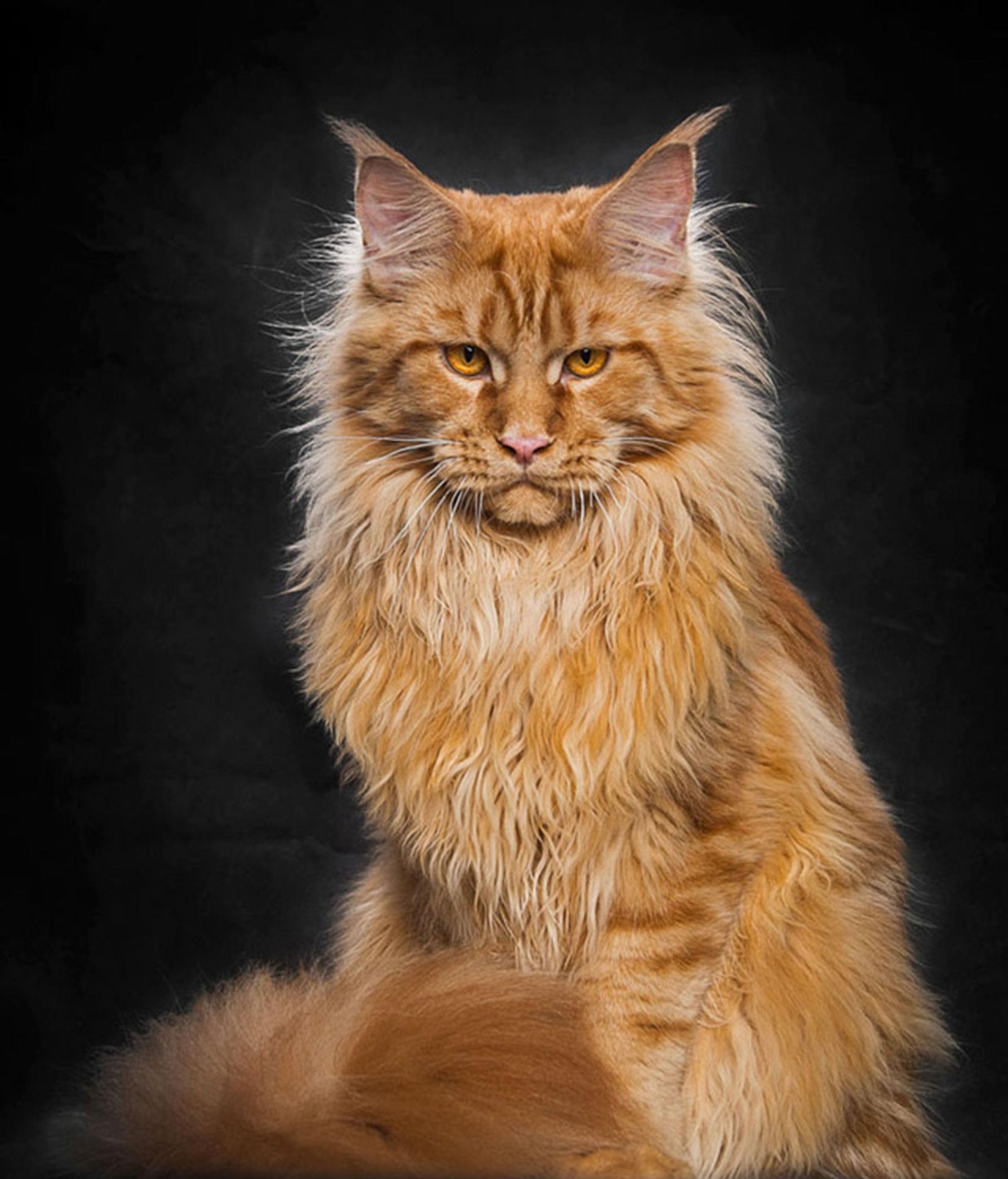 行家点评（照猫画虎）猜一准确数字