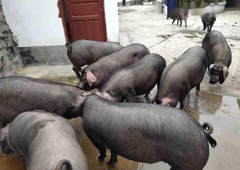 独家观察（今期猪马鸡出特，棠树空留鹤岭前）代表什么生肖,打一准确最佳谜底